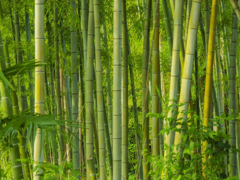 Bamboo- Nature's Gift - Mattress & Pillow Science